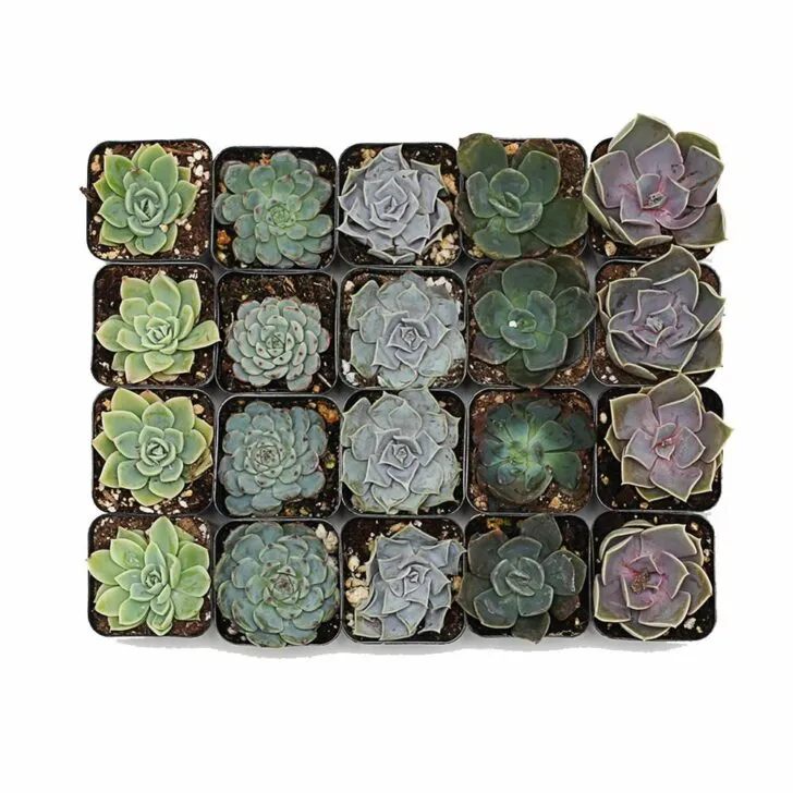 amazon wedding decor - succulents wedding favors