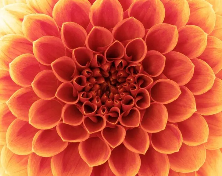 where to buy bulk flowers online