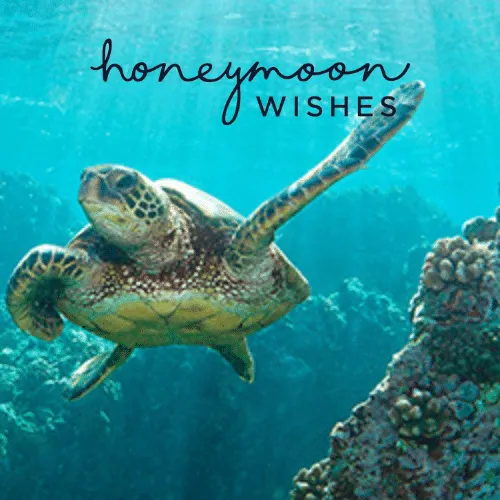 honeymoon wishes wedding registry